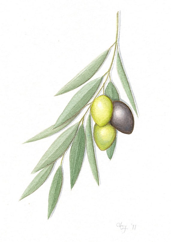 Olive Branch Painting Original Greek Olives Botanical Art