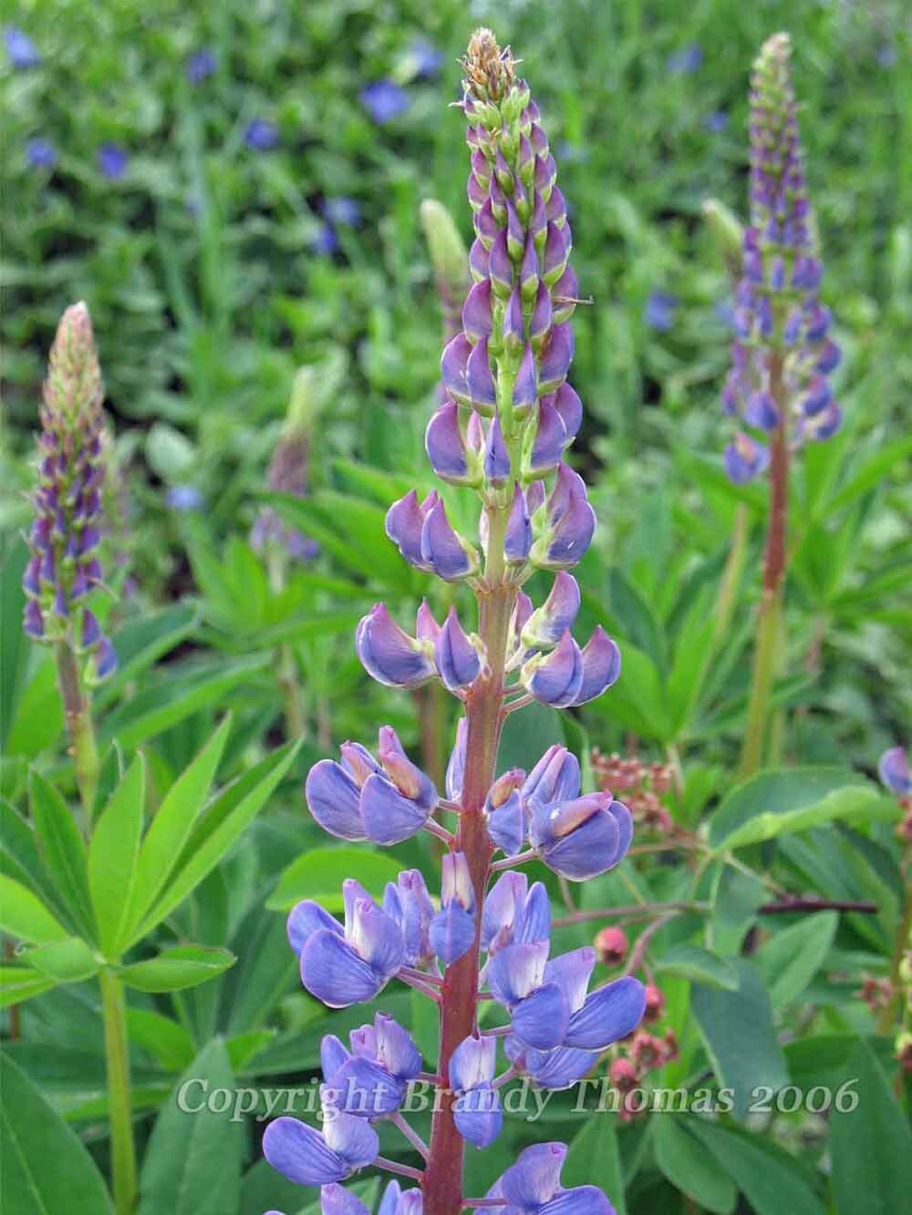 Lupine photo of a purple lupine flower
