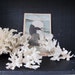 Set of three vintage white coral.