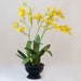 Silk Latex Oncidium Orchid Black Pot Artificial Faux Arrangement