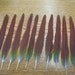 Naturally Shed - Cruelty Free - Lot of 10 Red Conure Parrot Center 5 3/4" to 6" Tail Feathers RTG-1