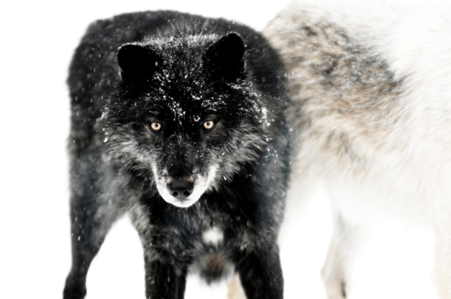 Black Wolf by NorthernLifePhoto on Etsy