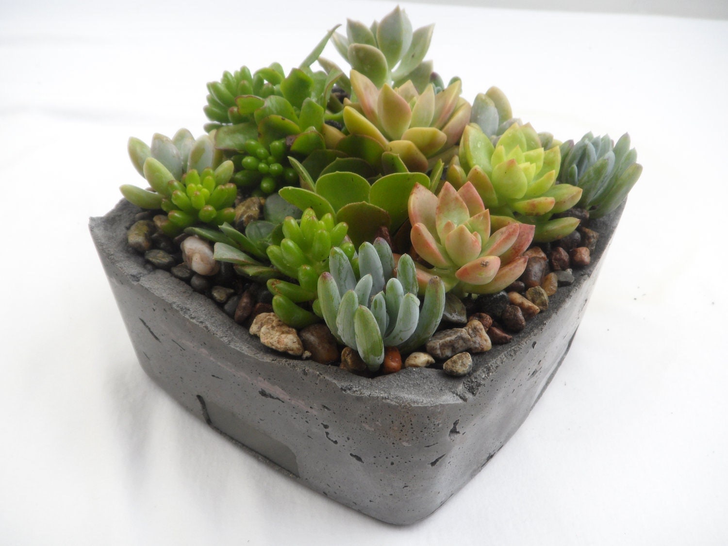Unique Succulent Garden in grey cement planter