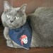 Pet Bandana Pirate on Blue Denim Size Small