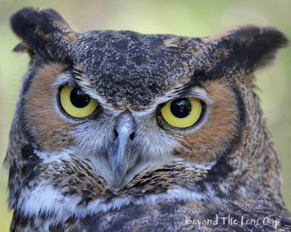Items similar to Big Yellow-Green Eyed Great Horned Owl - 8x10 ...