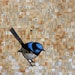 SALE ITEM Superb Wren Lino Print Collage - OOAK - Australian Native Bird