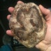 Petrified Wood Slab from Madagascar