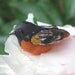 Baltimore Oriole- polymer clay bird. rustic realistic bird bead. orange. black. folk art bird. rustic woodland jewelry bead. Jettabugjewelry