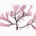 Red Seaweed - Original watercolor painting (5x7 inches)