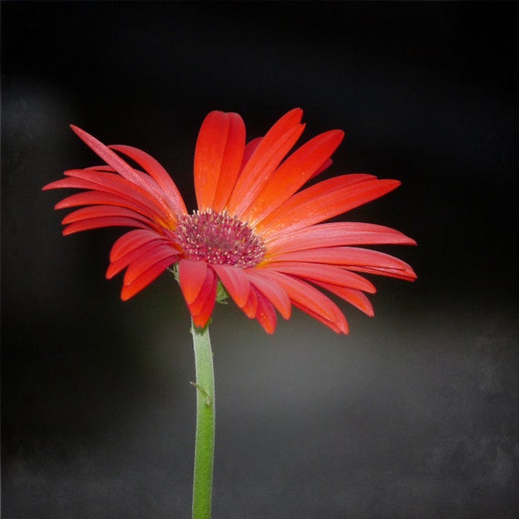 Items similar to Red Gerbera Daisy on Black 5x5 flower macro single ...