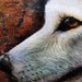 ORIGINAL - Realism Meets Grunge - White Wolf