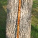 Kids bamboo backed longbow