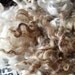 1 oz. Lincoln Lambswool Curls - Soft White and Cream Locks for Handspinning, Tailspinning, Felting, Doll Hair and other Wool Crafts