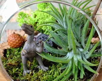 Childrens Dinosaur & Moss Terrarium - You pick the dinosaur - A Perfect Birthday Gift