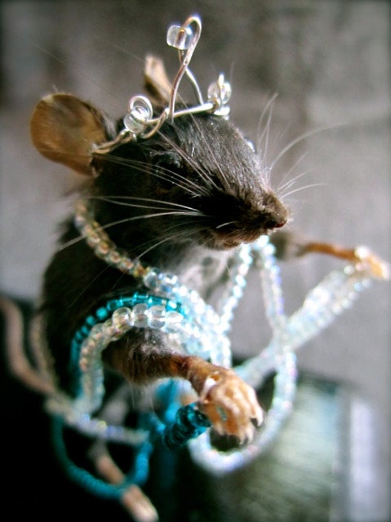 Taxidermy Mouse: Anthropomorphic