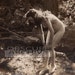 Nude Woman In The Forest - Vintage 1890s Albumen Photograph