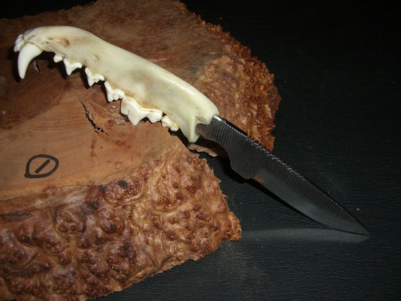 Coyote jaw bone and forged file carbon steel 8 knife
