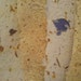 Pack of 5 pieces of mimosa blossom handmade paper with lavender flowers.