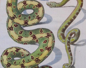 Antique Print 1783 Comte de Buffon 'Histoire Naturelle' Hand Colored Snakes