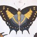 Antique Print 1783 Jablonsky Hand Colored Engraving of Butterflies-Tailed Emperor
