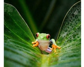 Frog Art, Frog on Leaf, Colorful Tree Frog