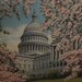 U.S. Capitol Building Cherry Blossoms vintage print