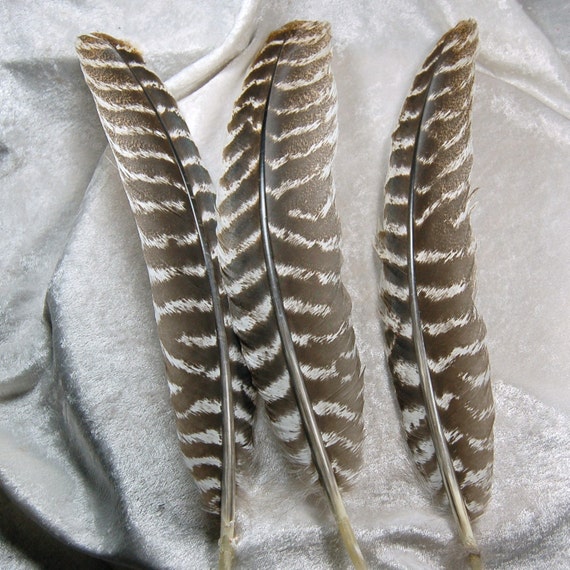 3 14 Brown White Striped Eastern Wild Turkey Quill