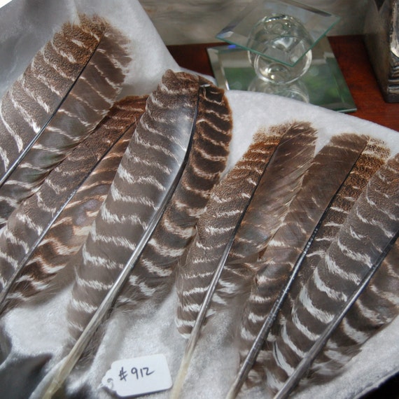 6 1114 Brown White Striped Eastern Wild Turkey