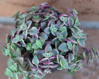 Succulent Plant - "Calico Kitty' crassula marginalis rubra