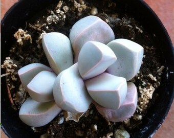Succulent Plants - Green Split Rock- lapidaria margaretae
