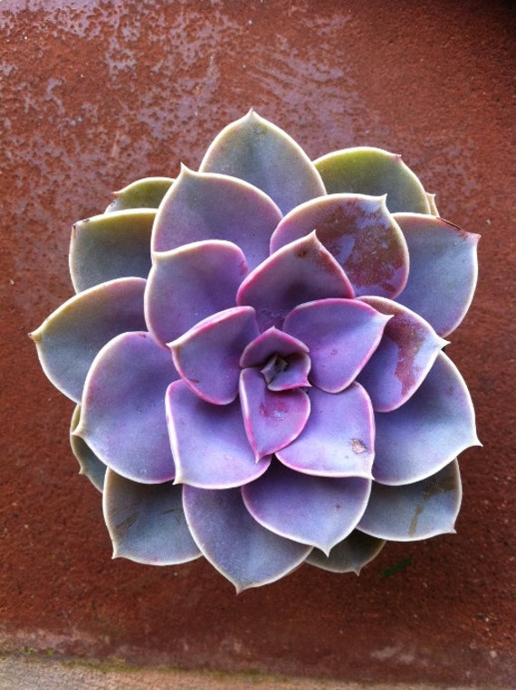 Succulent Plant -Purple Echeveria, Perle Von Nurnberg