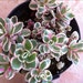 Succulent Plant - Presold order for Tara Gibbons