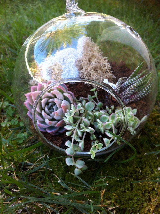 Succulent Plant DIY Orb Terrarium Kit