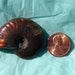 Opalized Ammonite FIRE from Madagascar M101