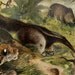 1894 Antique lithograph of NEOTROPICAL AMERICAN FAUNA: Andean Condor, Anteater, Jaguar, Armadillo...118 years old gorgeous print.