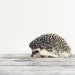 Hedgehog Study I