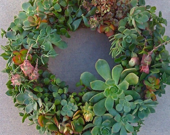 SUCCULENT WREATH, DIY succulent - 65 succulent cuttings, 65 floral pins, Christmas Decor, Wedding Centerpiece, Gift