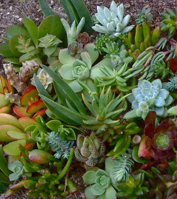 300 Succulent cuttings Wholesale Succulent Plants Succulent