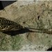 Antique Edwardian Art Nouveau hat pin stick pin