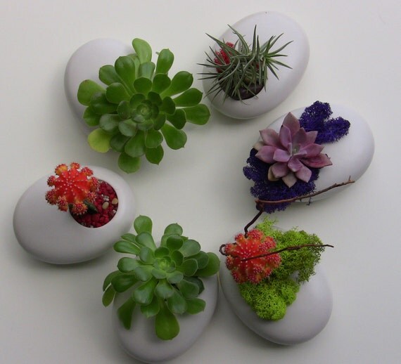 Succulent thank you gift each