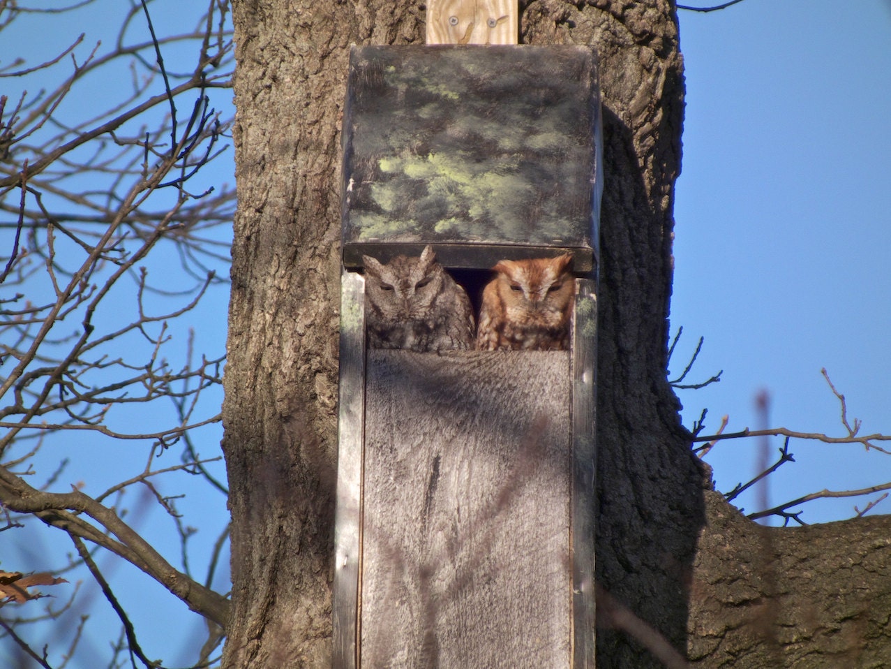 Slot Entrance Squirrel Resistant Screech Owl Box by OwlOasis
