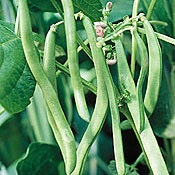 Kentucky Blue Pole Bean Seeds Stringless Non-GMO Naturally