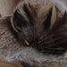 Angora Feathered Hat - Warm and Soft - Can Be Floppy or Sophisticated