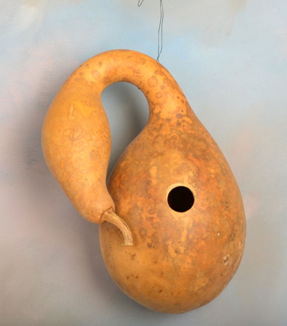 Dried Gourd Drilled for Birdhouse Swan Gourd