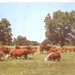 Vintage Poster Print Historic Nature and Agriculture Advertisement (Texas) SHIPPING INCLUDED