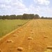 Vintage Original Poster South Carolina US Agriculture Vintage Advertisement