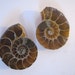 Nautilus Ammonite Fossil Pair AMPR10