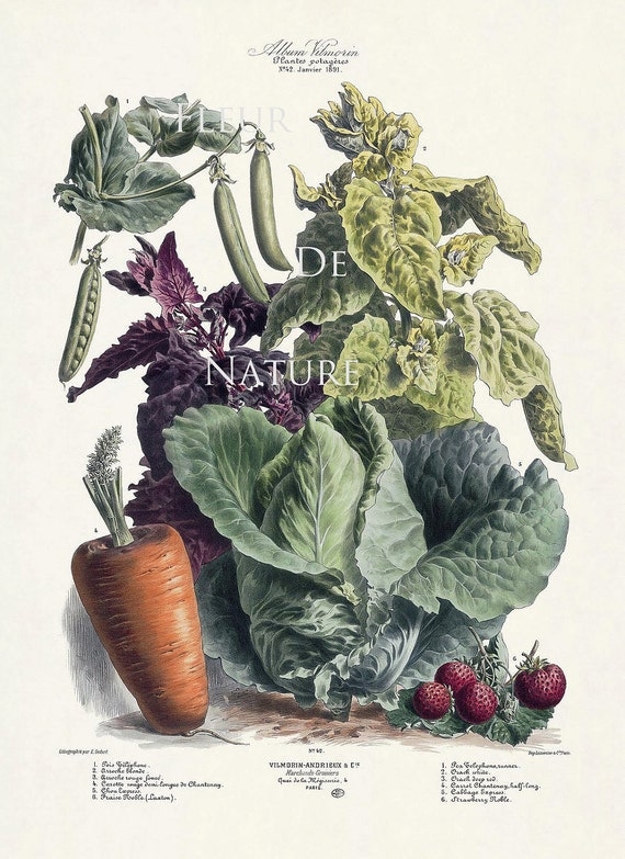 FRENCH VEGETABLE Garden 8X10 Botanical Art Print 42 Antique