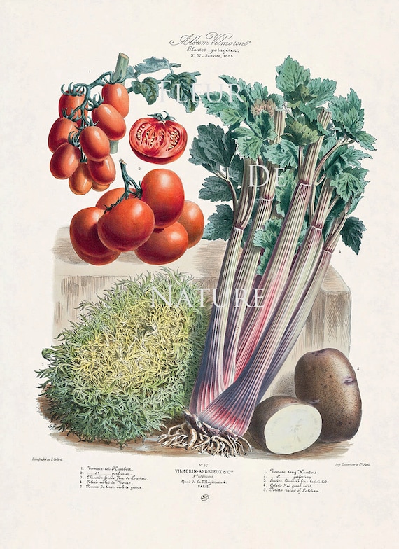 FRENCH VEGETABLE Garden 8X10 Botanical Art Print 46 Antique