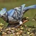 Vintage Blue Jay Bird Porcelain Figurine - Andrea by Sadek